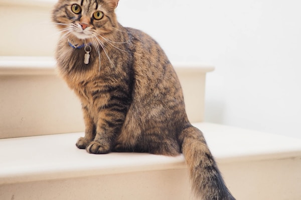 纯种英短蓝猫 3个月大 已打疫苗